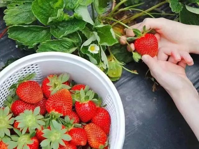 人妻Av无码系列一区二区三区与钢城区棋山国家森林公园携手合作助力乡村振兴